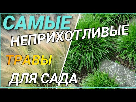 Самые неприхотливые ТРАВЫ - ЗЛАКИ для сада, пруда, КРАСОТЫ