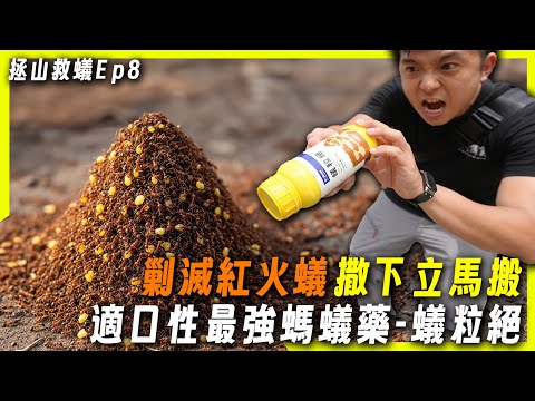 【拯山救蟻Ep8.】紅火蟻vs適口性最強螞蟻藥－蟻粒絕｜火蟻極速搬且快速有效｜臺灣蟻窟