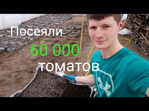 Посіяли 60 000  томатів на розсаду  універсальним способом