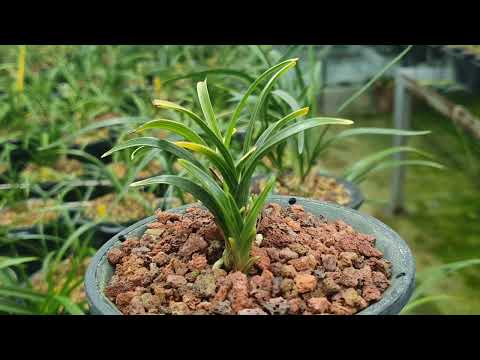 1478th lecture, bacterial lesion suspected as high temperature persists