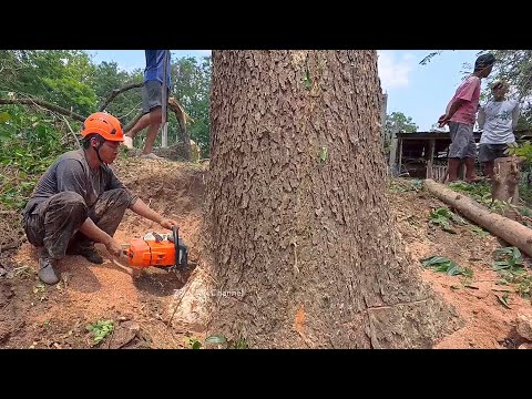 A man's skill in cutting down an old rain tree STIHL MS 881 chainsaw