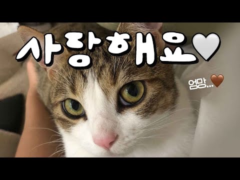 고양이에게 사랑받고 싶다면 '이런 집사'가 되세요