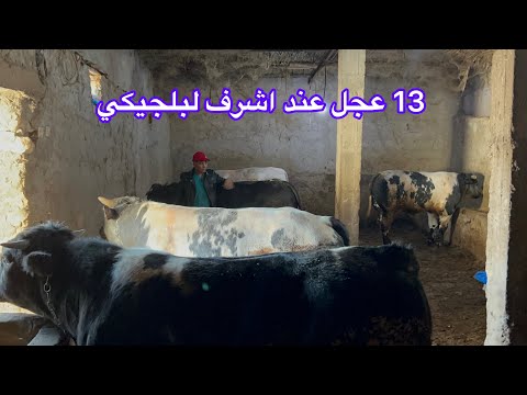 في ضيعة الكساب اشرف صغير الله بيارك 13 عجل من نوع البلجيكي الازراق الاطالياني عند اشرف طريقة العلف ا