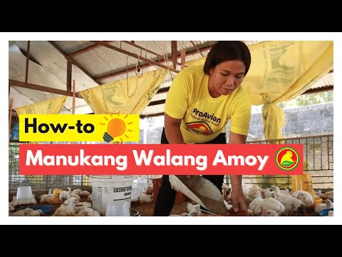 How-to "Manukang Walang Amoy at Iwas Langaw" gamit ang Proavian Natural Broiler Feed (2020)
