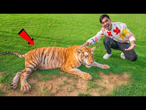 I Touched a Real Tiger😱 | अगर इसने हमला किया तो खेल खतम🥵 | 100% Real But Dangerous