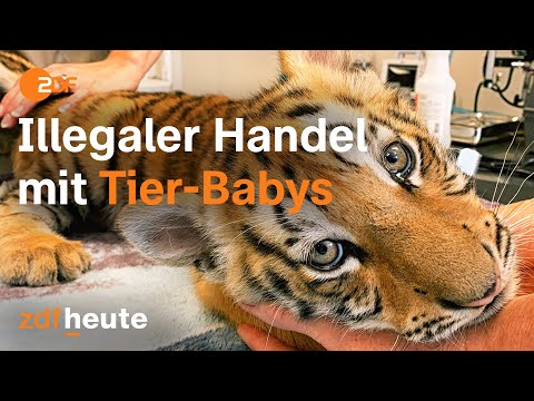 Wie die Umweltmafia die Tierwelt und unseren Planeten zerstört | auslandsjournal