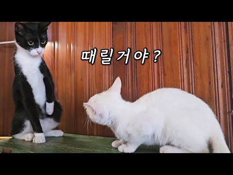 흉포한 길고양이 11마리 사는 집에 냥줍한 아깽이가 살아 남는 법