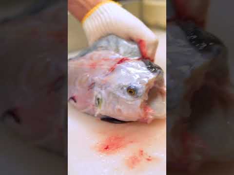 【閲覧注意】再生回数4,065万超！活トラフグの捌き方！Amazing Cutting Skill of Blowfish!