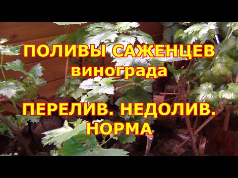 Поливы саженцев винограда. Перелив? Недолив? Норма?
