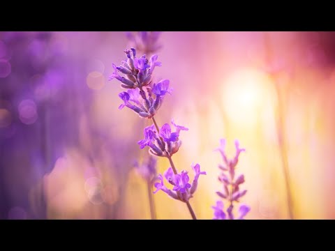 10 Relaxing Piano Pieces by Ocb Relax Music (4K)