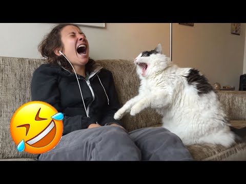 You Laugh You Lose 😅 Best Funny Cats and Dogs Videos 😹🐶 Part 1