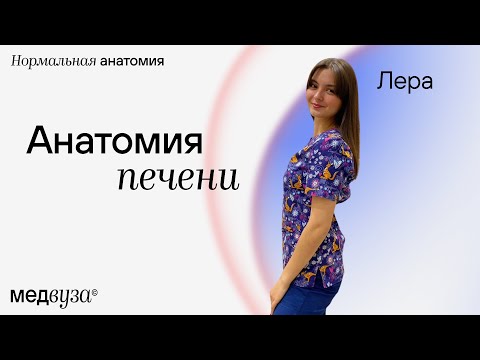 Анатомия печени | Нормальная анатомия человека