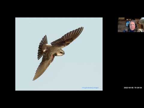 6 Swifts, Swallows, Thrushes