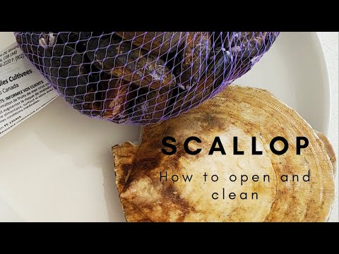 How to open and clean a scallop - Play with your food - Ep3