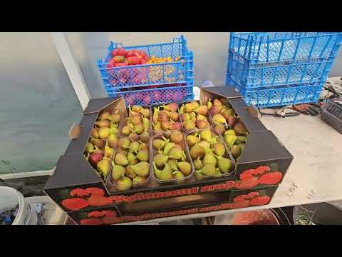 Инжир, ежевика и малина в теплице. Плодоношение и цены на ягоду.