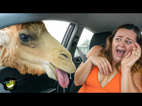 One in a Billion Animal Moments Caught on Camera #3