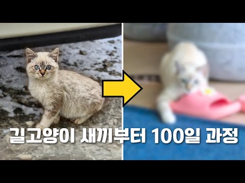 길냥이의 집 적응기 시리즈 몰아보기 완결편🔥 아기때부터 변화과정🧡