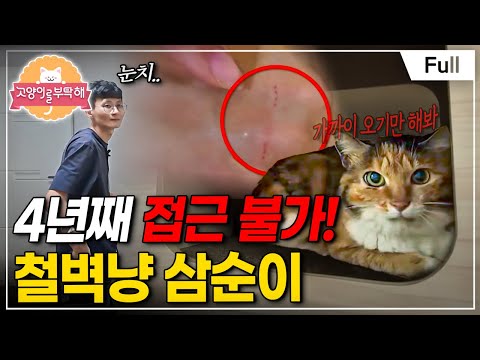 [Full] 고양이를 부탁해 - 4년째 접근 불가! 철벽냥 삼순이