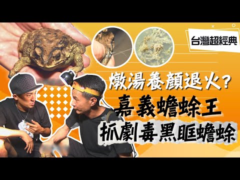 《台灣超經典》【日薪破萬拿命拚  大船進港靠小船 / 1晚800隻蟾蜍王  劇毒也有中藥性 / 蟾蜍薑湯養顏美容  護肝退火好皮膚 】 台灣第一等