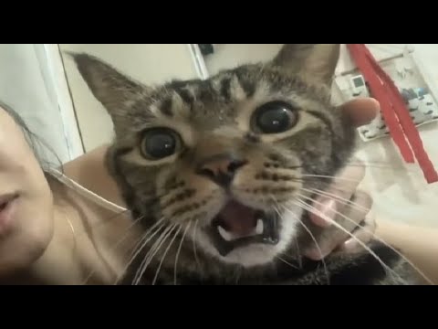 BEST OF THE INTERNET - PARTS 1 - 7 (RE-EDIT)