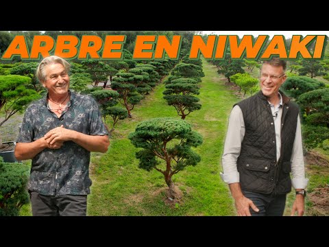 FORMER UN ARBRE EN NIWAKI ? 🌳 ⛩️ Avec Yves Brenelière de Brenelia Niwaki - Inspiration Ep. 9