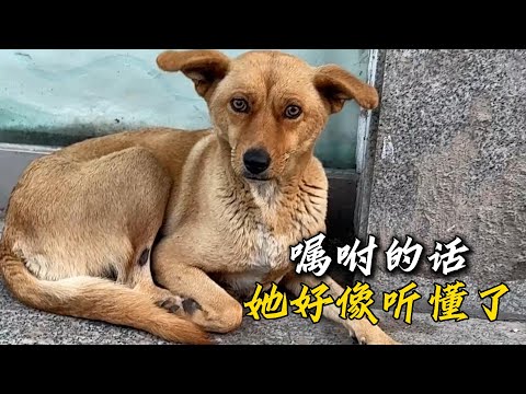 她是一條特別通人性的狗狗,卻也需要那麽漫長的時間去接觸