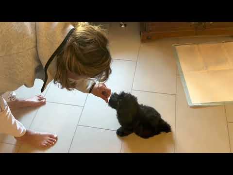 Charlie goes to school 720p30H