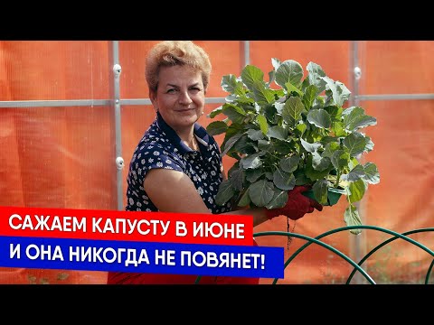 Сажаем капусту в июне, и она никогда не повянет!