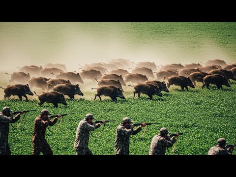 Peanut Farm Invaded by Wild Boars | Farmers & Hunters Act Fast to Save Crops