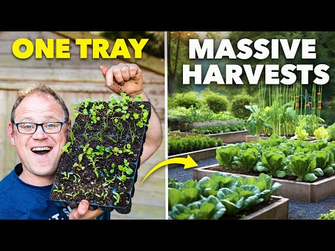 How I Grow an Entire Garden from One Tray