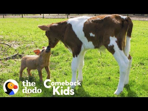 Tiny Piglet's Whole World Changes When She Meets This Baby Cow | The Dodo Comeback Kids