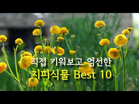 수년 동안 직접 키워 보고 엄선한 잡초 이기는 지피식물 10가지/월동하는 지피식물 BEST 10/쉽고 재미있는 가드닝/