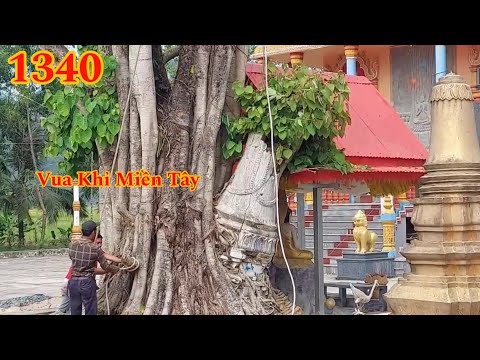 Full : Rợn người khi nhóm Vua Khỉ cưa tỉa cành cây Bồ Đề có phần m.ộ bên trong Cutting bodhi trees