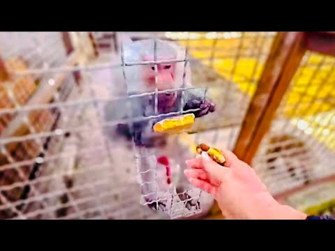 Я отвлекаю Джоника тульским пряником пока Влад забирает любимицу Люську домой)))