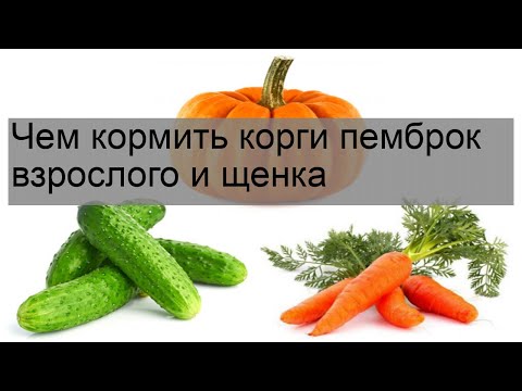 Чем кормить корги пемброк взрослого и щенка