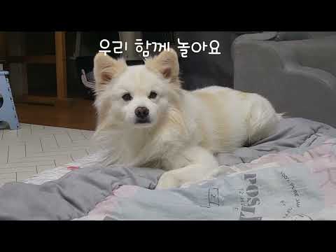 1218 우리 함께 놀아요 #흰둥이 #강아지일상 #강아지브이로그 #반려견 #산책하는강아지 #산책훈련 #귀여운강아지