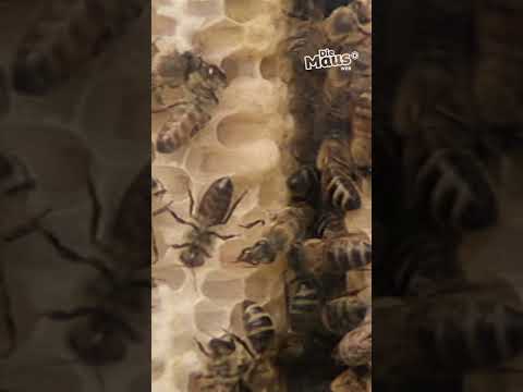 Wie machen Bienen Honig?  | Die Maus | WDR