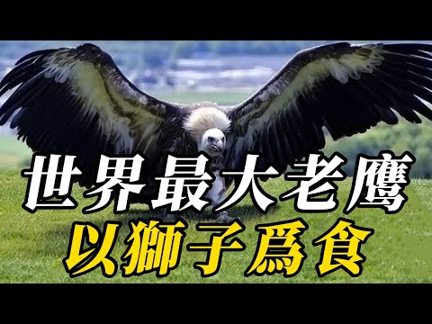 全世界最大的10種巨鷹，第八名單挑棕熊毫髮無傷！第一名展開雙翅，可遮天蔽日，依靠捕食人類爲生！#科普 #野生动物 #野生生物 #野生動物
