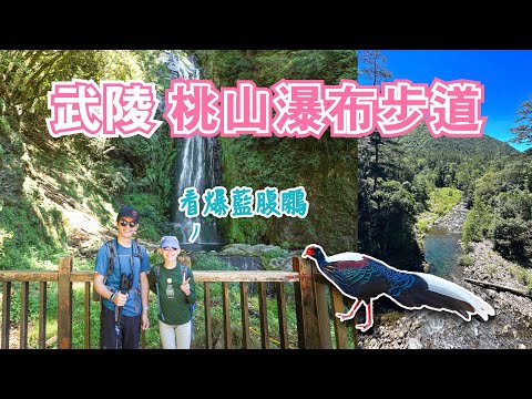 武陵農場~桃山瀑布步道｜全台6大瀑布之一！全程水泥路、輕鬆好走，巧遇2隻藍腹鷴！武陵吊橋看櫻花鉤吻鮭｜武陵國家森林遊樂區｜雪霸國家公園｜台中和平景點