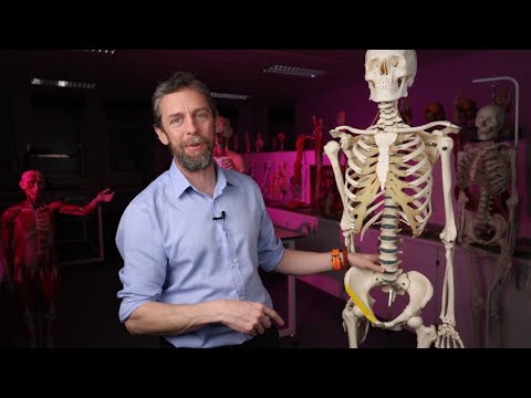 Inguinal ligament anatomy