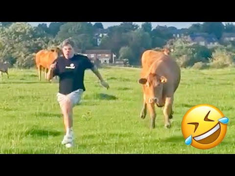 TRY NOT TO LAUGH 😆 Best Funny Videos Compilation 😂😁😆 Memes PART 243