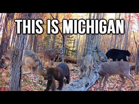 I Hid a Camera in the Michigan Woods | Let's See What I Got! #trailcam #wildlife