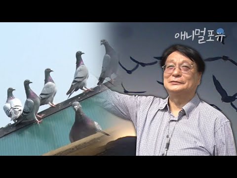새가 5시간을 날아 주인에게 돌아온다고요?! 비둘기 500마리를 키우는 수상한 남자 | VJ 특공대 161111 방송