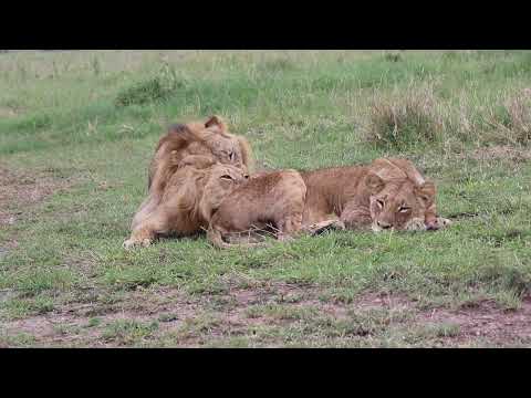 Hyenas walking near a lion pride and a Man walking behind a lion pride