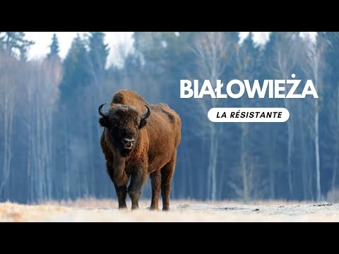 Forêt primaire de Białowieża : l'Europe d'il y a 12 000 ans ? Barabara Żukowska et Léo Chapuis