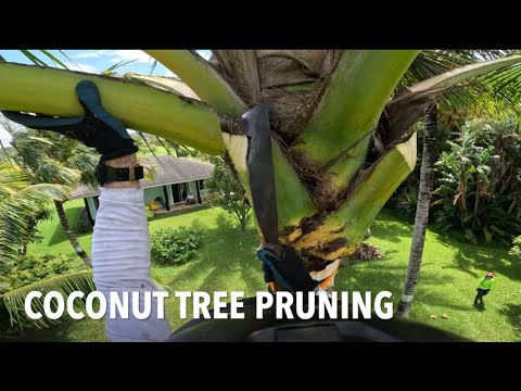 Pruning Coconut trees