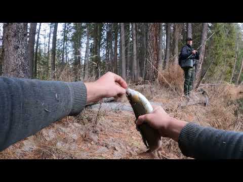 НАРВАЛИСЬ на раздачу КРУПНОГО ХАРИУСА! Октябрь 2023!