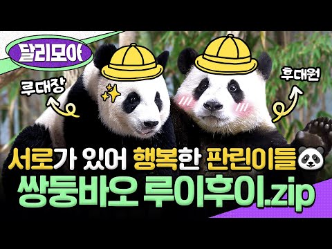 [📁#달리모아] 판생의 첫 시작부터 판린이가 되기까지✨ 서로가 있어 든든한 루이바오&후이바오.zip #TV동물농장 #판다 #루이바오 #후이바오