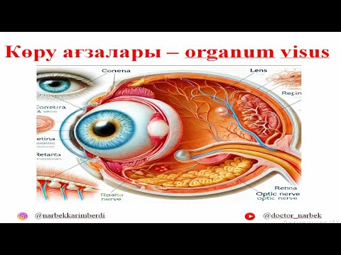 КӨРУ АҒЗАЛАРЫНЫҢ АНАТОМИЯСЫ