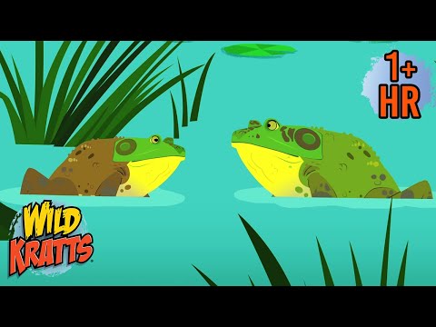 Best of Aquatic Creatures π | Deep Sea Adventures π | Wild Kratts Wild Kratts | 9 Story Kids